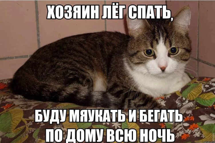Кот, который мешал спать.