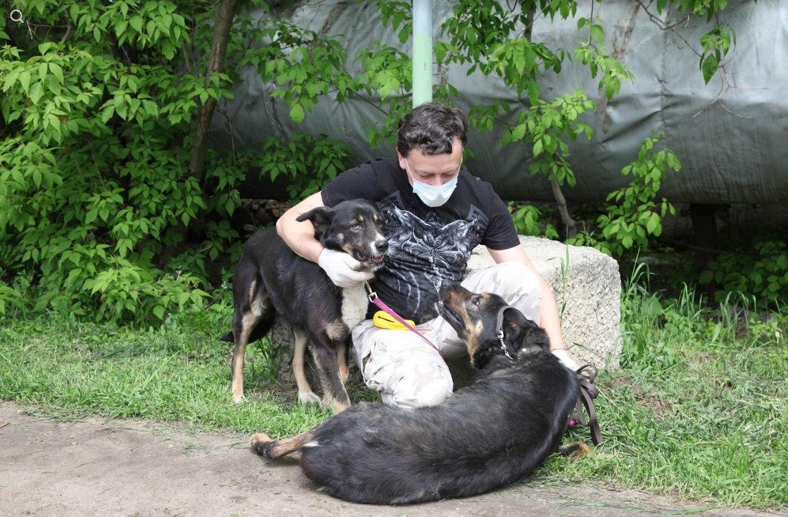 Волонтёры вернулись в приюты для бездомных животных СВАО