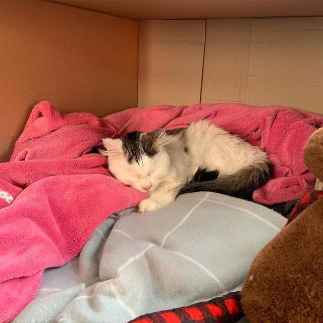 помощь больной кошке кошка отдыхает