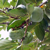  ,   (Diospyros lotus)
