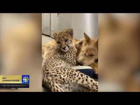 Гепард и собака переночевали вместе в зоопарке Огайо