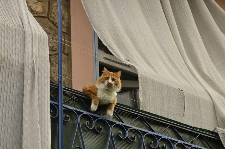 Как использовать котов в хозяйстве) Как использовать котов в хозяйстве)