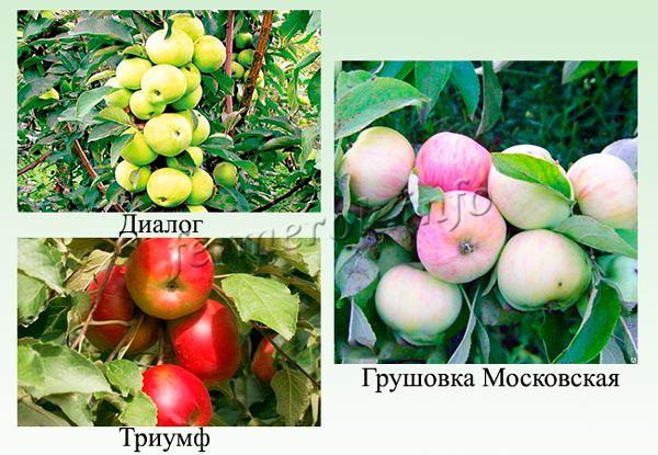 РезÑлÑÑÐ°Ñ Ð¿Ð¾ÑÑÐºÑ Ð·Ð¾Ð±ÑÐ°Ð¶ÐµÐ½Ñ Ð·Ð° запиÑом "Ñблони  Ðедок, ÐалÑÑа, Ðиалог, ЧеÑвонеÑ, ÐаÑÑган"