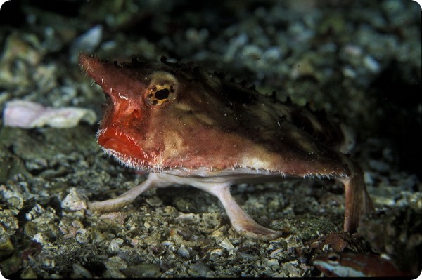 Морской нетопырь (лат. Ogcocephalus) Морской нетопырь (лат. Ogcocephalus)