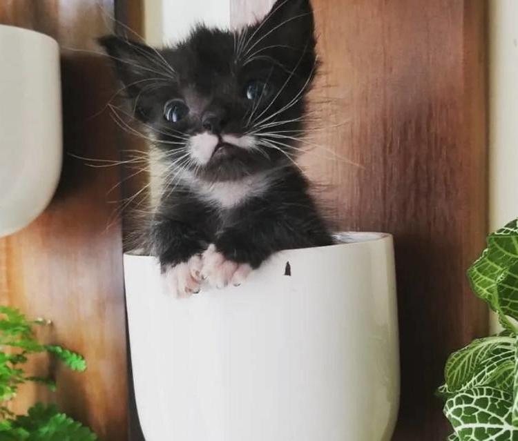 Крошечный 100-граммовый котенок остался один