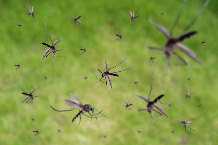 Комары съедят. |Фото: dezkrd23.ru.