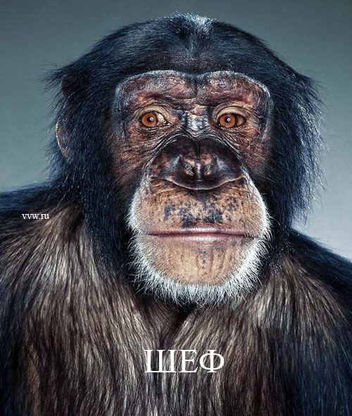 ОФИСНЫЕ РАБОТНИКИ.