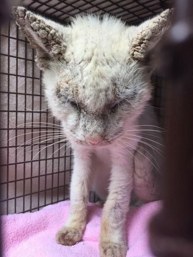котик в клетке кот