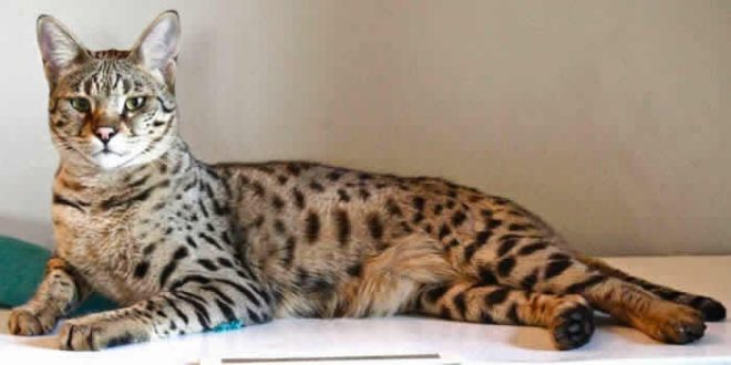 саванна кошка саванна
