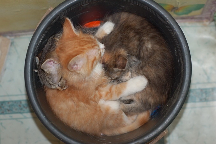 Милейшие котики принимающие любую форму Милое,коты,кошки, коробка,ёмкость.ваза