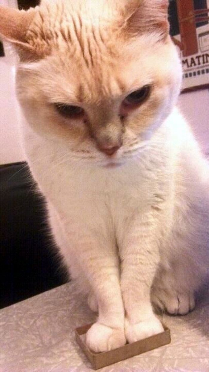Кошки, которые любят сидеть в самых не подходящих для этого местах