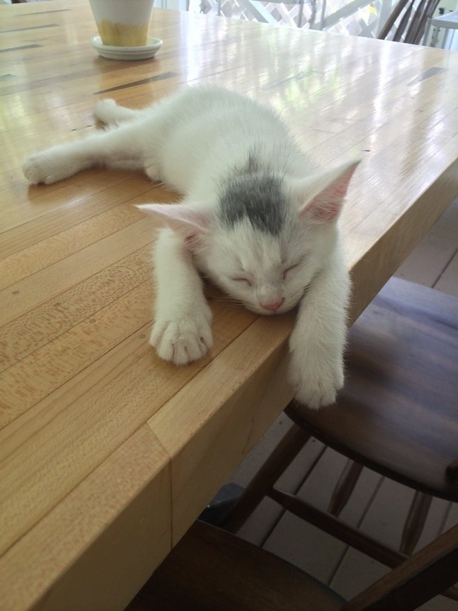 Котенок лежит на столе Спящий котенок