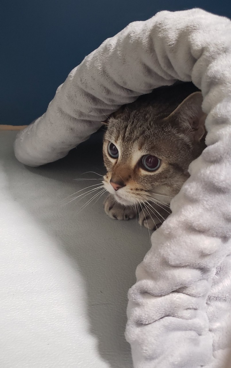 кот из коробки нашел дом кот высунул голову из-под одеяла