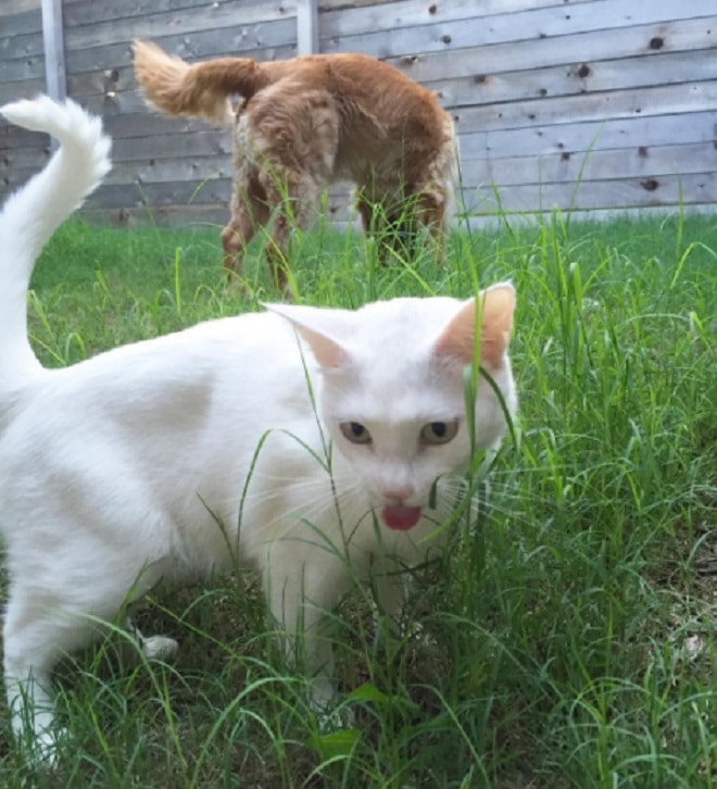 Котенок высунул язык Кот ест траву