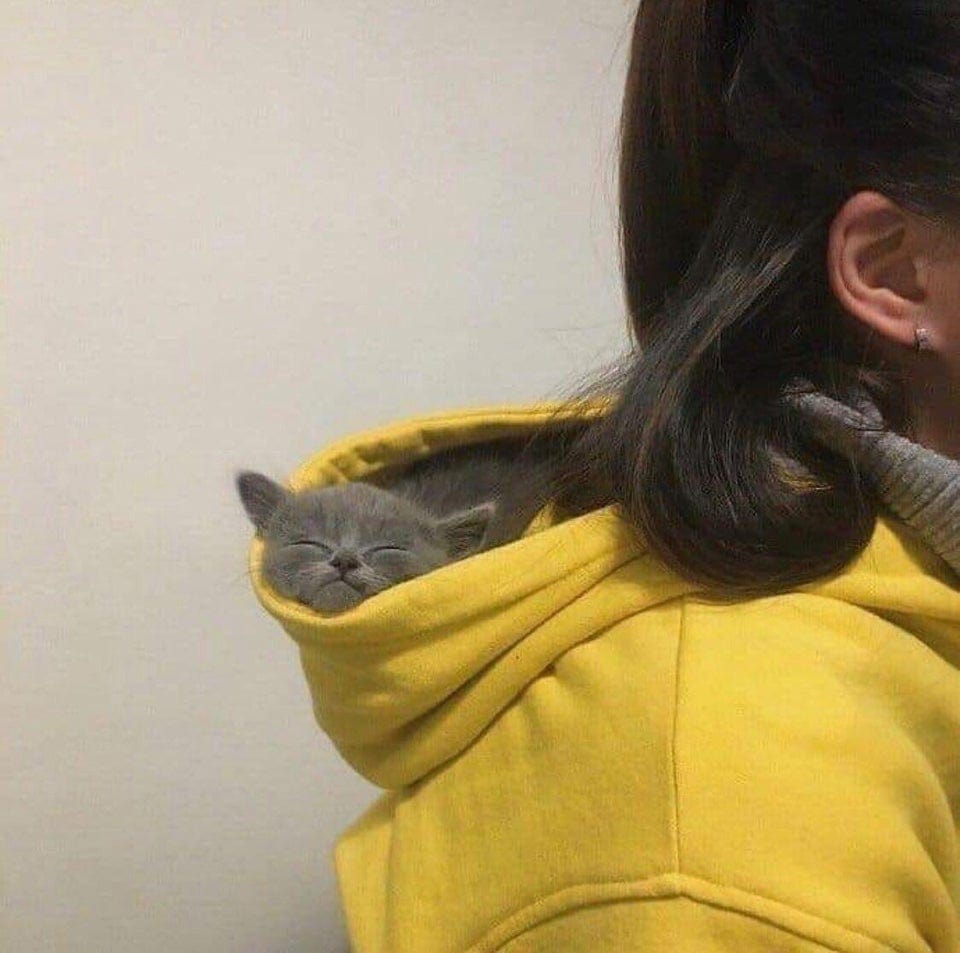 коты главные в доме кот в капюшоне