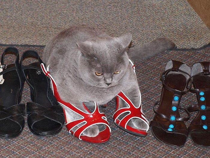 Кошки, которые любят сидеть в самых не подходящих для этого местах