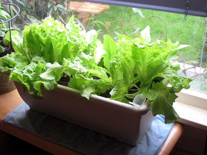 Как вырастить свежие овощи дома зимой