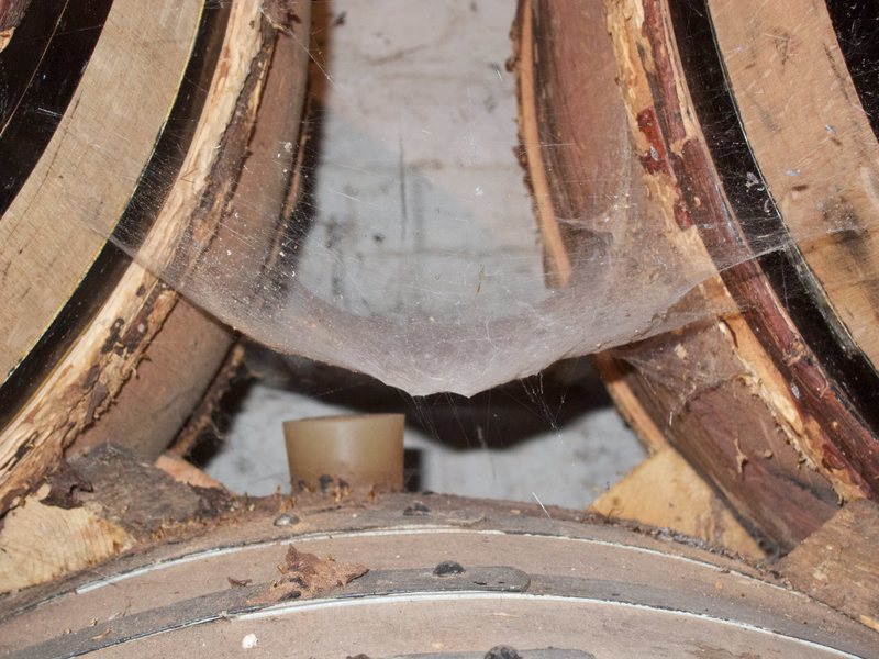 Spiderwebs help catch pesky fruit flies.