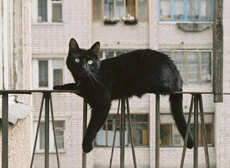 Кот Барсик Кот Барсик