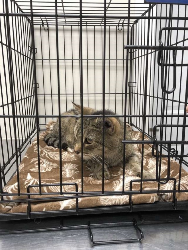 Клетка с котом Кот в клетке