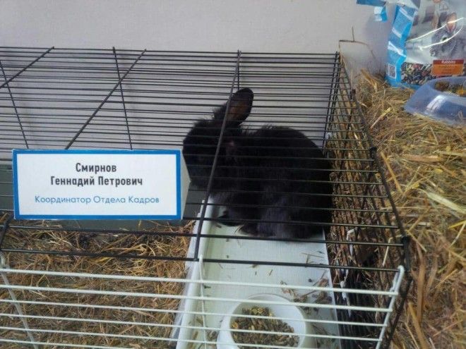 Загадочные животные, которых вы никогда не поймете) Загадочные животные, которых вы никогда не поймете)