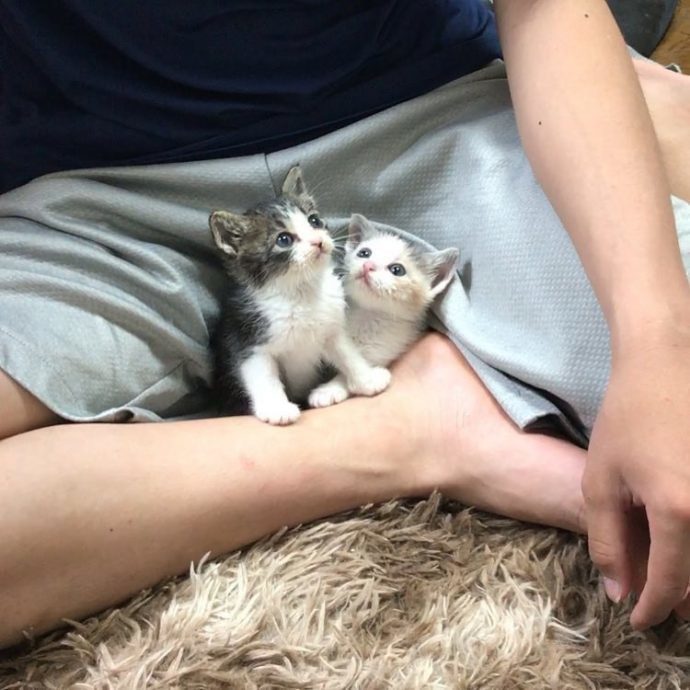 Коты, котрые решили вырастить приемных котят, как собственных детей