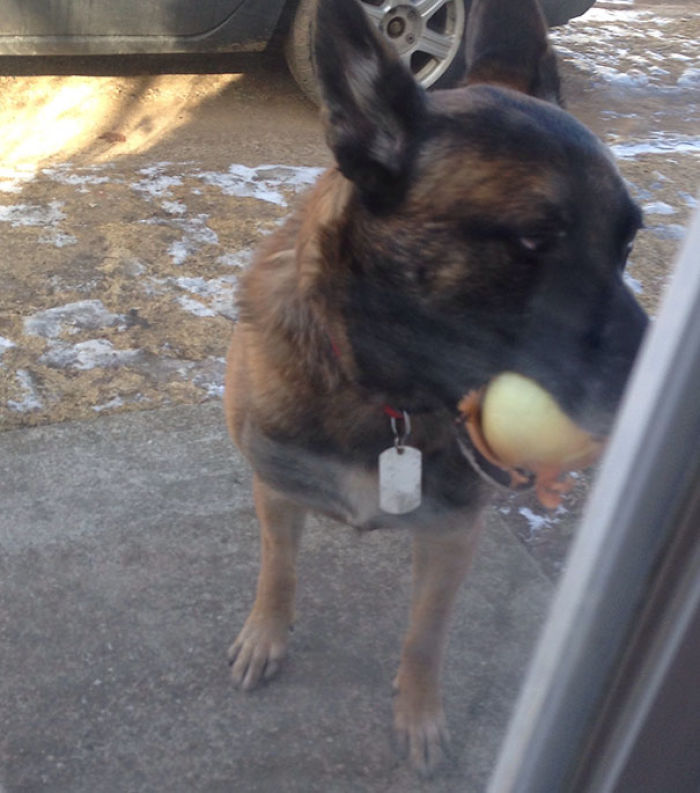 My Dog Brought An Onion Home