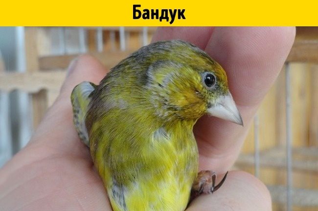 Помеси животных, о существовании которых вы не догадывались