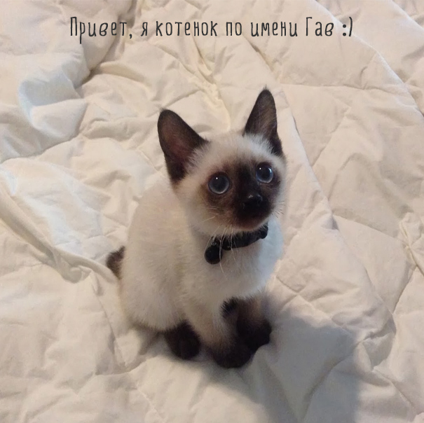 Картинки этих смешных котов развеселят вас за 1 минуту Картинки этих смешных котов развеселят вас за 1 минуту