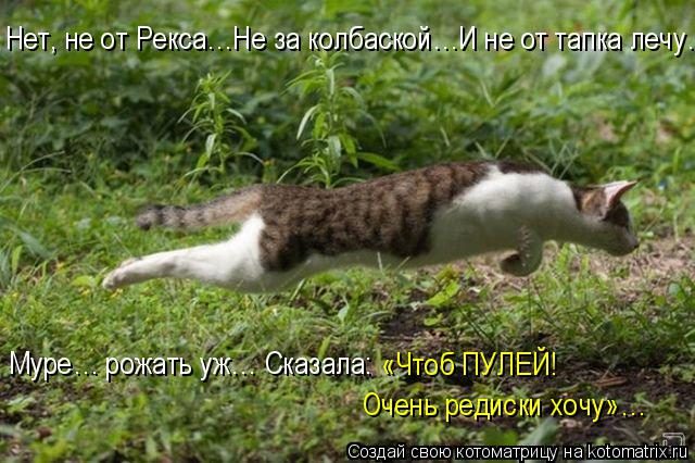 Самые смешные котоматрицы за прошедшую неделю Самые смешные котоматрицы за прошедшую неделю