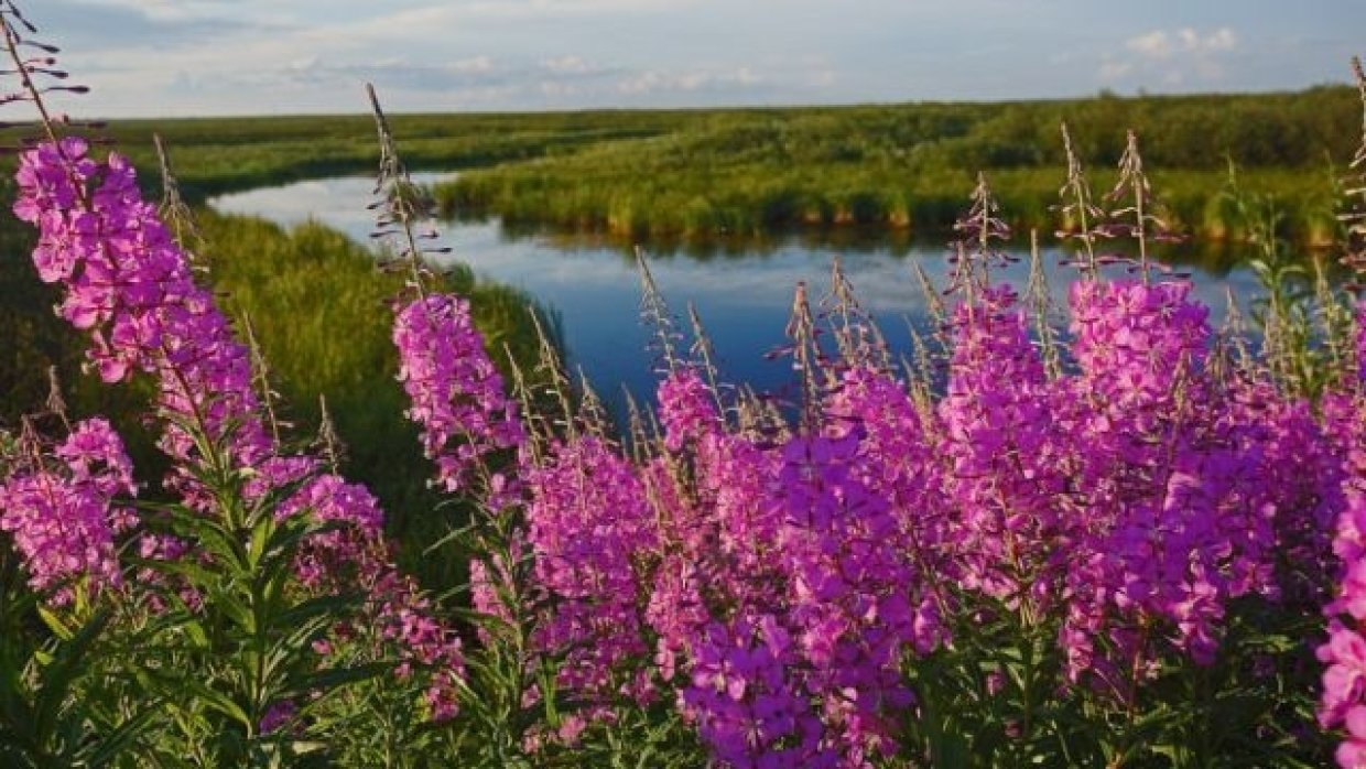 Поля кипрея в Карелии