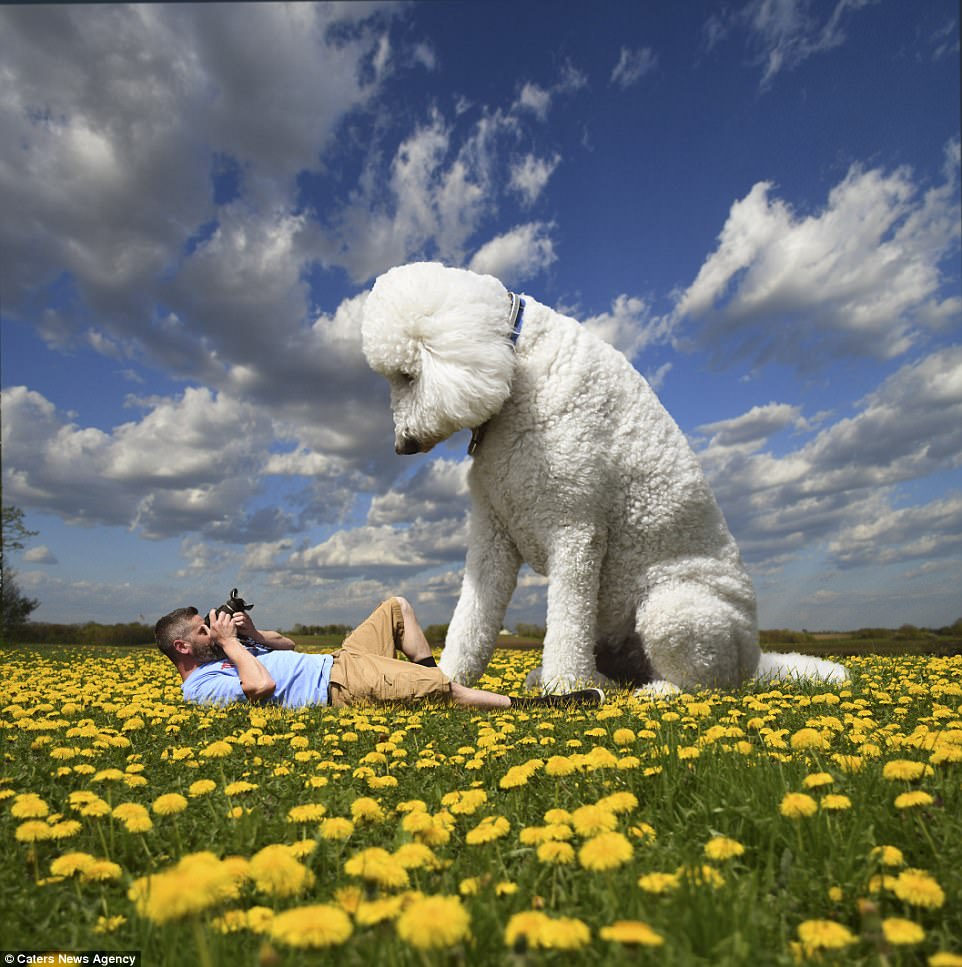 New career: Thanks to his funny edits and Photoshop skills, Mr Cline has been able to turn pet photography into a full-time job