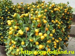 Кумкват. Что это за фрукт? Как вырастить кумкват у себя дома