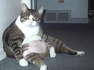 Дневник кота Дневник кота