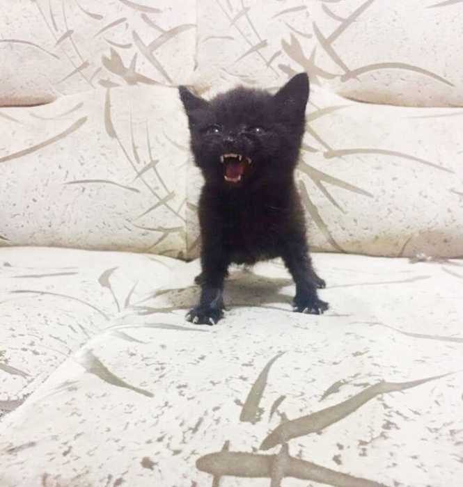 Маленькие злючки