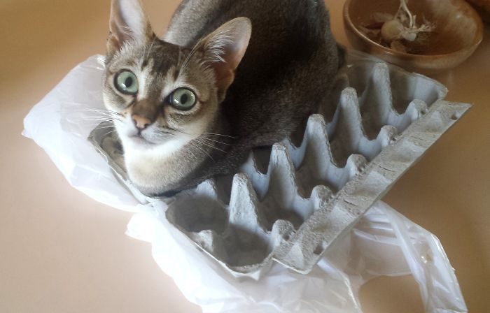 Кошки, которые любят сидеть в самых не подходящих для этого местах