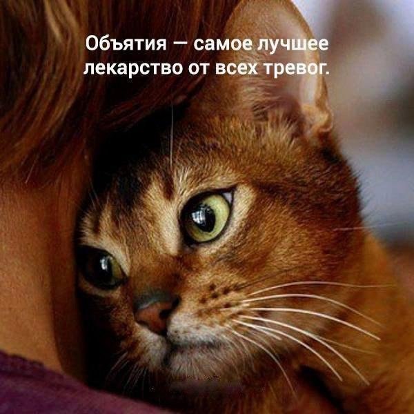 Котопост: кошки - очарование моё!