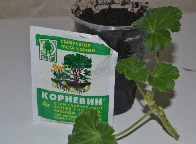 Размножение герани черенками Размножение герани черенками
