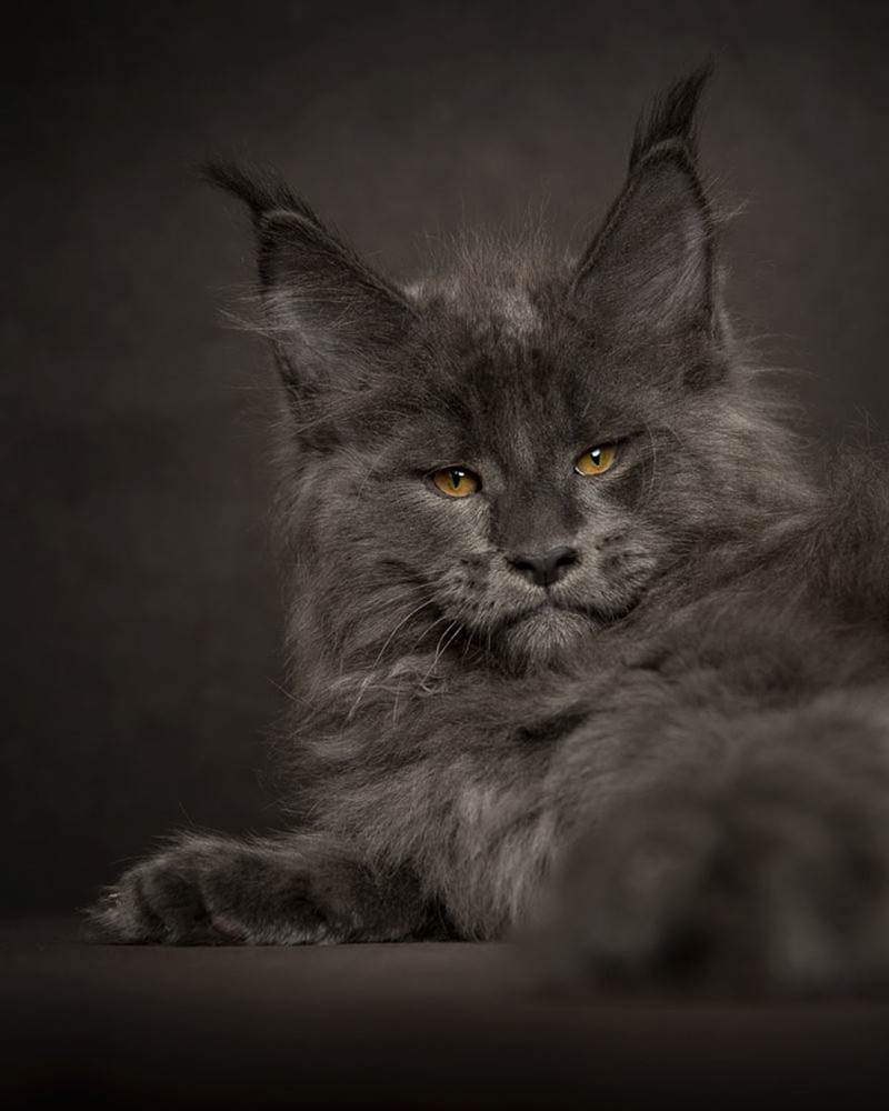 Мэйкуны - фантастические коты. Словно лев в миниатюре! Мэйкуны - фантастические коты. Словно лев в миниатюре!