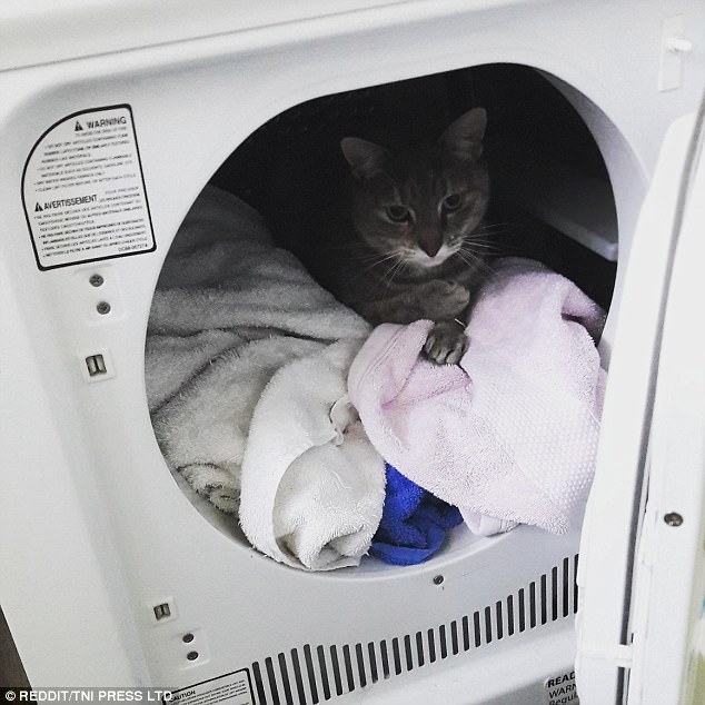 Умная кошка мерзнуть не будет Умная кошка мерзнуть не будет