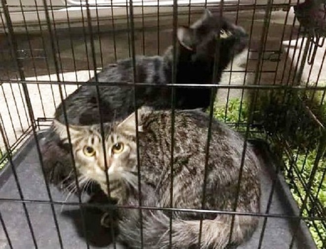 Коты в клетке Клетка с котами