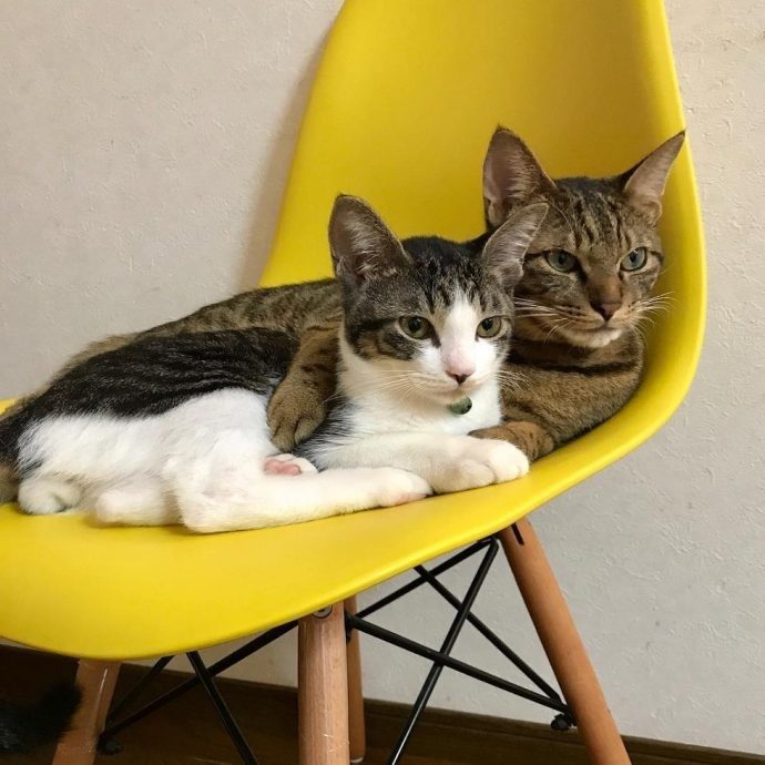 Коты, котрые решили вырастить приемных котят, как собственных детей