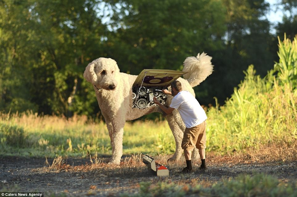 Robodog: In one of his many edited snaps, Chris Cline has made it look like his pet dog Juji is a giant robot