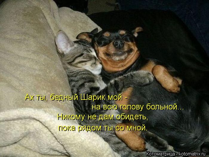 Котоматрицы великолепные, каждая с кусочком тепла, позитива и улыбкой! Котоматрицы великолепные, каждая с кусочком тепла, позитива и улыбкой!