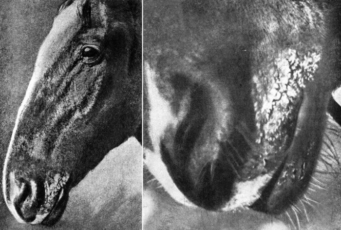 Домашний тлен: токсины черной плесени. Домашний тлен: токсины черной плесени.