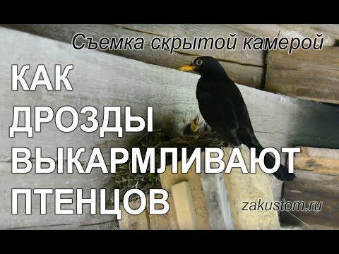Жизнь птиц: чёрные дрозды выкармливают птенцов Жизнь птиц: чёрные дрозды выкармливают птенцов