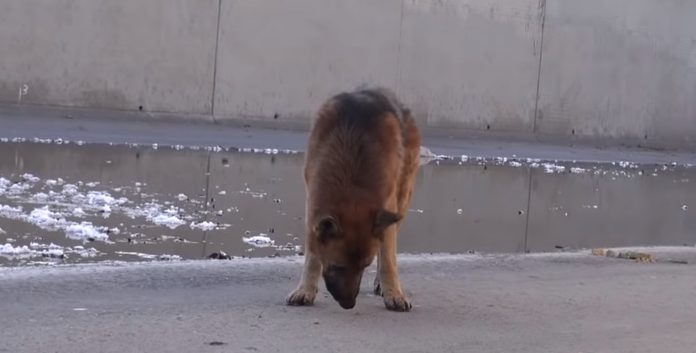Парень подошел к голодной и худой собаке, когда он положил руку ей на голову, она заплакала