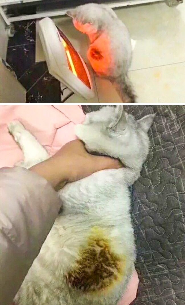 Дебоширы