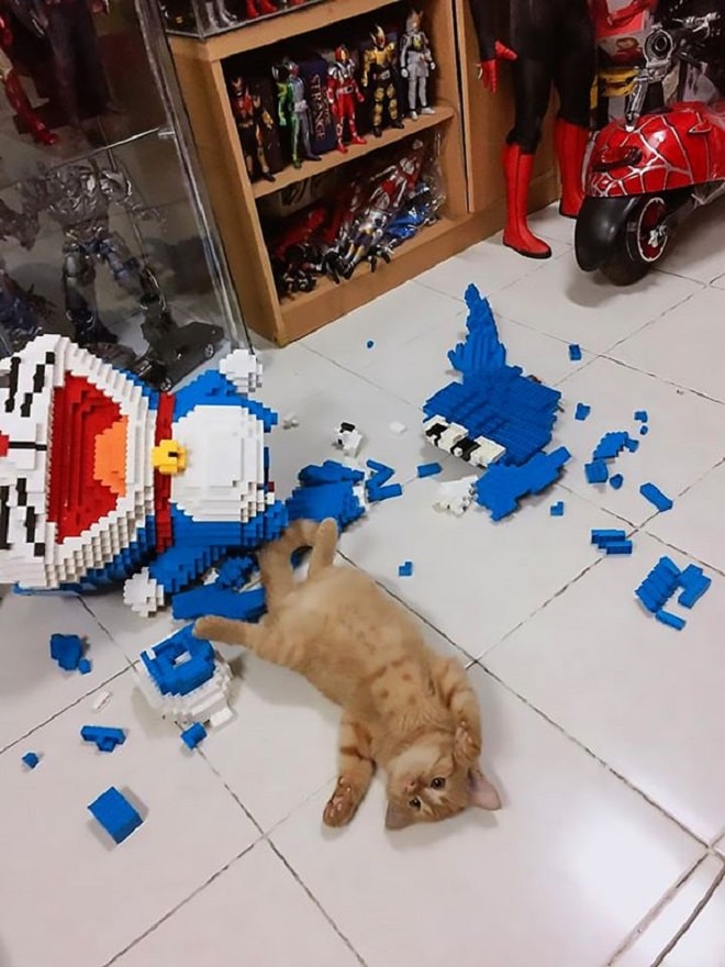 Котенок разрушил модель Котенок лежит