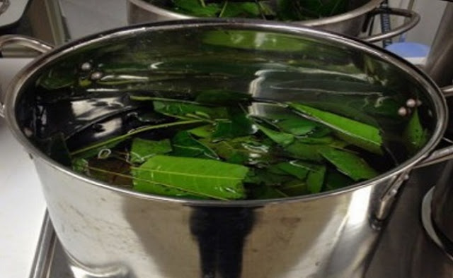 You Have Diabetes Symptoms, Just Boil These Leaves And Fight Diabetes Without Medications У Вас симптомы сахарного диабета? Просто варите эти листья и Вы сможете бороться с диабетом без лекарств